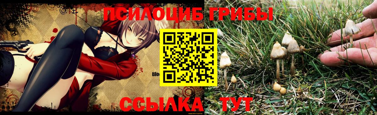 Галлюциногенные грибы Psilocybine cubensis  Вход с VPN  Братск 